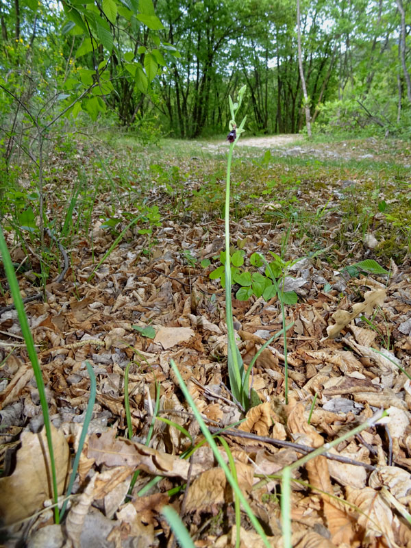 Ophrys insectifera subsp. insectifera